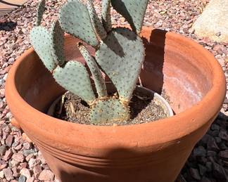 Potted Cactus