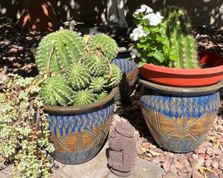 Potted Plants