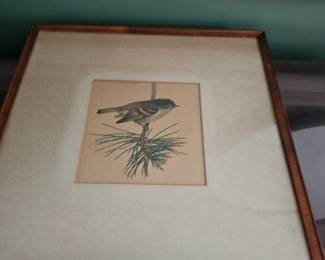 Framed Print Bird on a Pine Branch