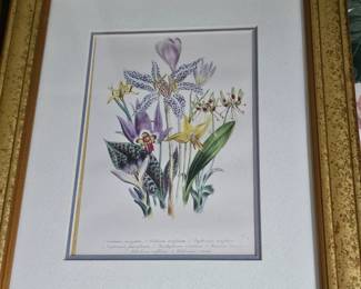Framed Day & Haghe Art Print - Daylilly