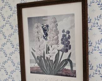 Framed Print "Hyacinths" Robert John Thornton's The Temple of Flora
