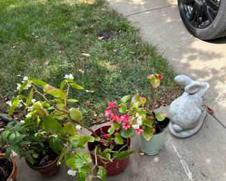 OUTDOOR PLANTS