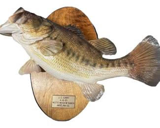 Mounted Taxidermy Bass Fish 