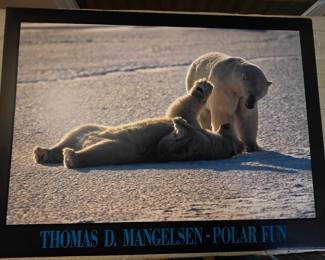 Thomas Mangelsen prints - multiple copies of same print available 32" w x 23" t
Suitable for framing
