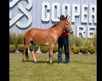RACHEL THE MULE
