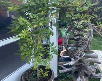 Wisteria plant in pot