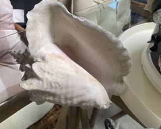 Conch Shell