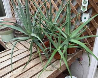 Several Large Aloe Plants