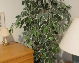 Several Potted Plants