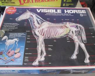 Anatomical "Visible Horse"