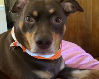 Zelda she is OUR FAMILY PET, and NFS.