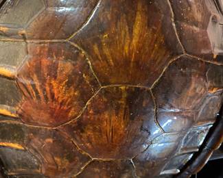 Vintage Taxidermy Tortoise Shell