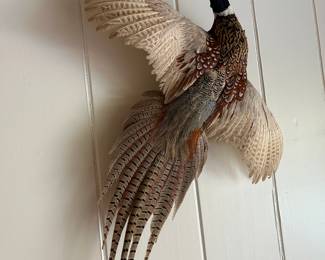 Beautiful pheasant taxidermy from Nebraska.