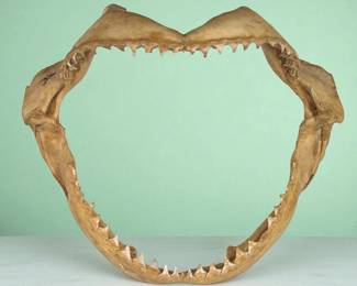 Vintage Intact Shark Jaw And Teeth