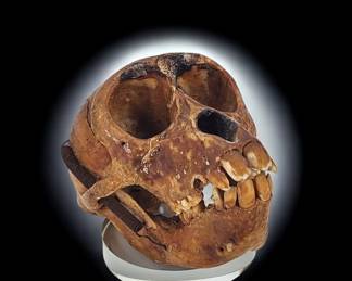 Early Antique Monkey Skull Primate Anatomy Skull