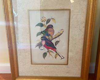 Gould Birds III Print Gold Frame John Gould - 18.5" x 22.5" - $175.00