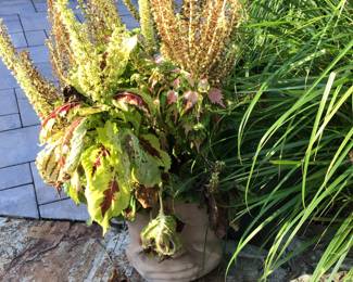 Potted plant