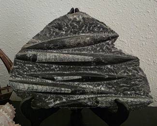 Orthocone Nautiloids
