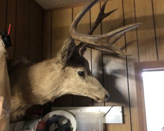 Oh Deer! 