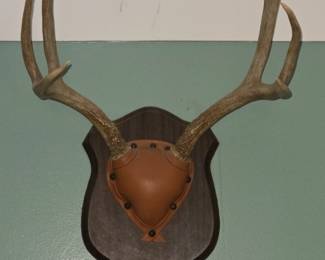 Mule Deer