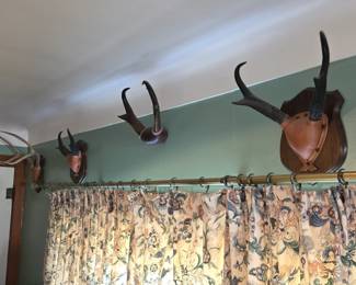 Pronghorns