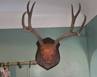 Mule Deer