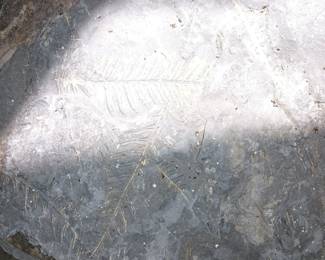 Fossil