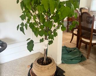 LIVE houseplant