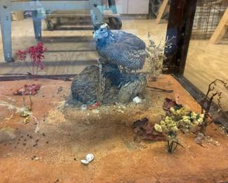 Taxidermy bird in terrarium