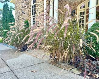 Hard to see! There are a variety of resin planters available around the property, currently loaded with annual floral and fauna. Prices vary.