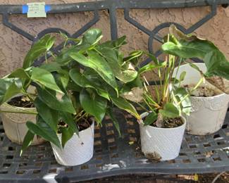2 White Ceramic Pots  2 Small W Plants