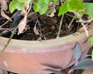 Shallow Glazed Pot With Foliage