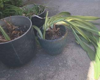 Plant Lot 3.webp