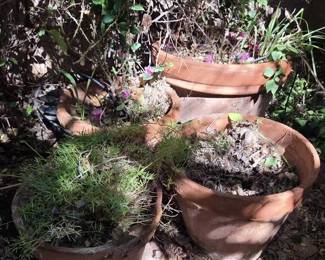 4 Terracotta Pots W Live Roses