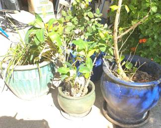 Blue Pot Plants 1.webp
