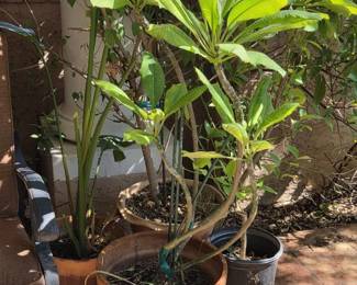 4 Tall Potted Trees
