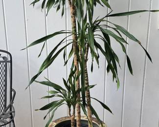 Rikki cane plant in large Satsuma fishbowl planter on wooden stand.