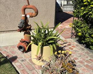 Plants