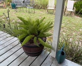 Foxtail fern