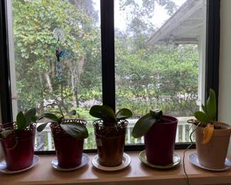 Orchids