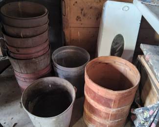 Lots of sap buckets