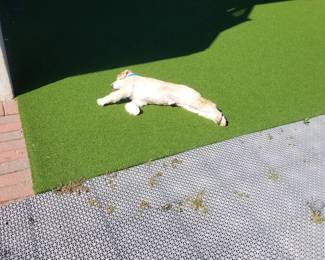 Astroturf; sport court