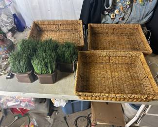 Plants and trays