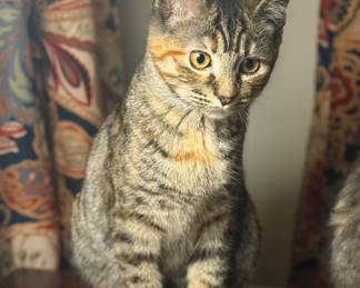 Lucy, 4 months old. Free to a good home ❤️