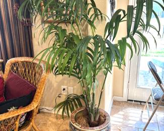 Silk palm if oriental pot