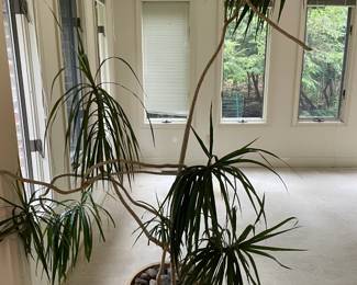 Plants 