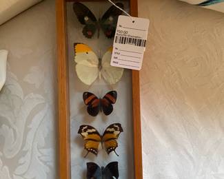 Butterfly Shadow Box 