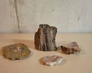 Natural Petrified Wood Specimens Polished and Raw Stone Collectibles