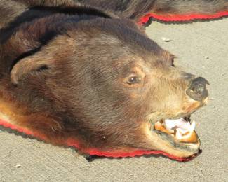 Lot 29. Bear skin rug in good condition. Approx. 65". Rear paws missing.