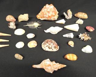 HST235 - Sea Shell Collection 